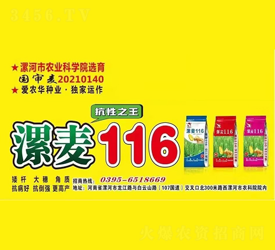 漯麥116-小麥種子-愛農華種業