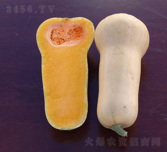 卡密拉-南瓜種子-華美種苗