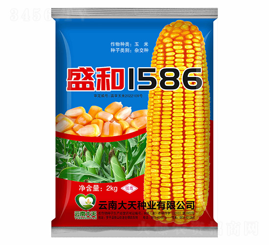 玉米種子-盛和1586-大天種業