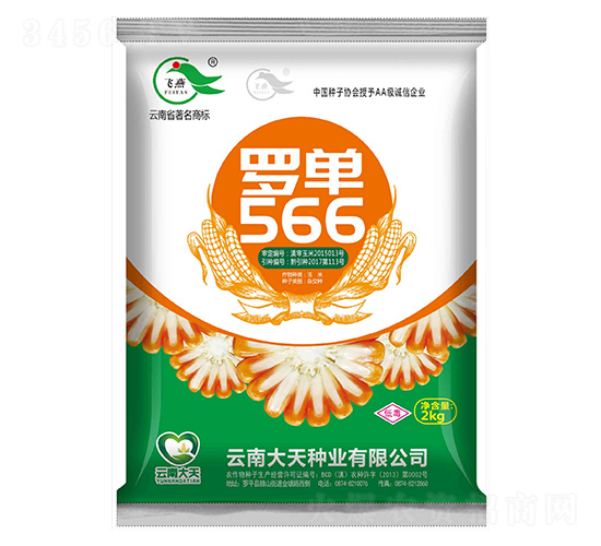 玉米種子-羅單566-大天種業