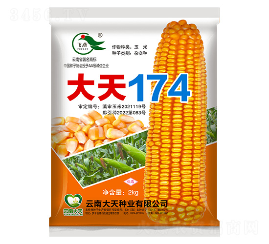 玉米種子-大天174-大天種業(yè)