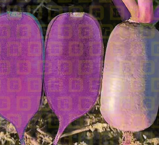 Ƥˮ}-¸R196-}N-¸߷NI