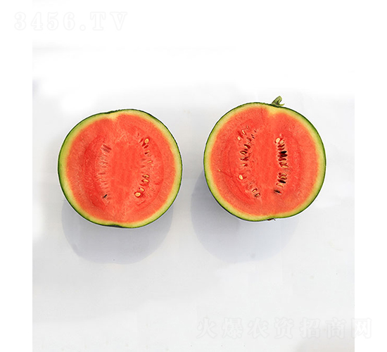 依農精品3號-西瓜種子-依農農業