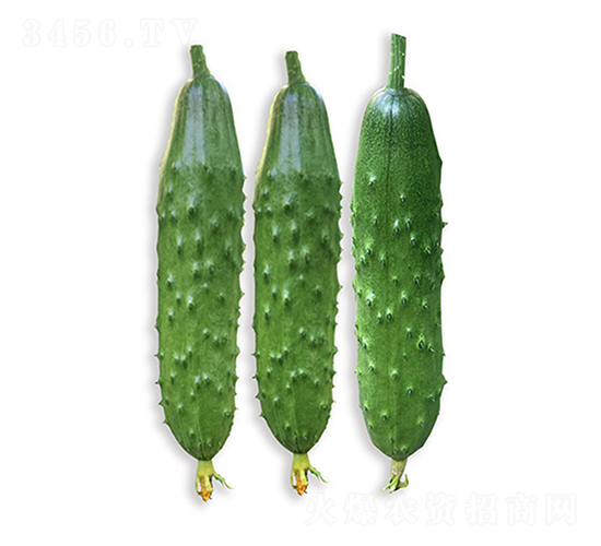依農綠甜8號-黃瓜種子-依農農業