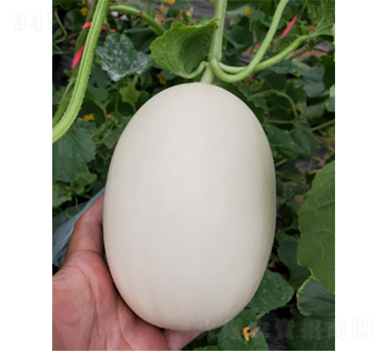 科雷特4號-甜瓜種子-農科種子