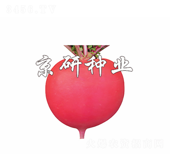 t4̖-}N-зNI