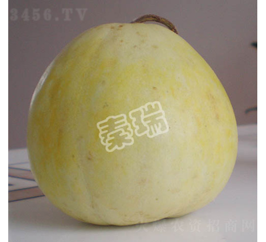 凌甜四號-甜瓜種子-秦瑞