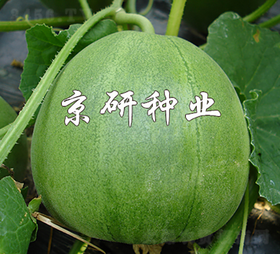 京玉綠寶2號-甜瓜種子-京研種業