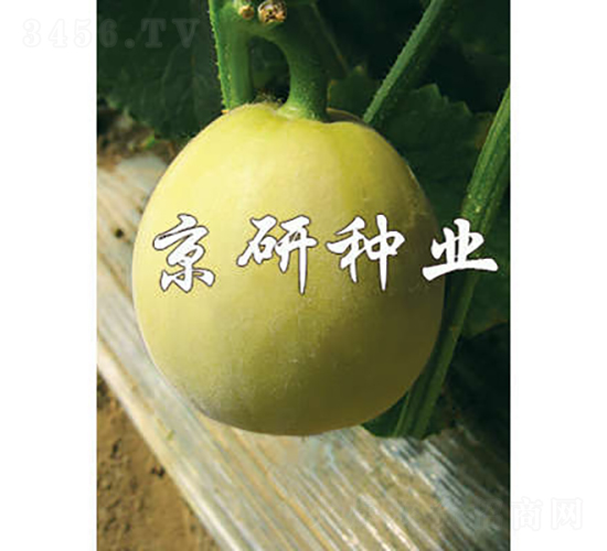 京玉417-甜瓜種子-京研種業