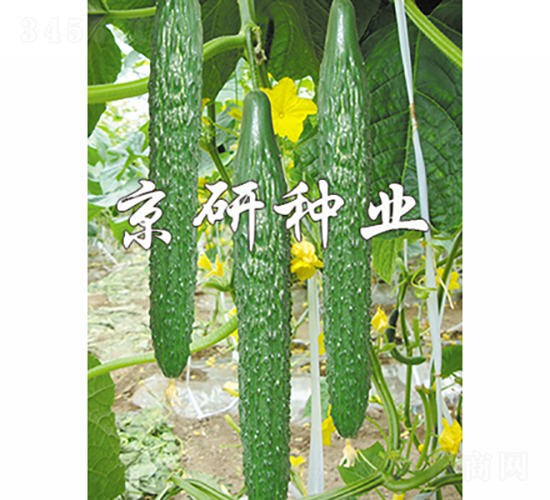 京研108-黃瓜種子-京研種業