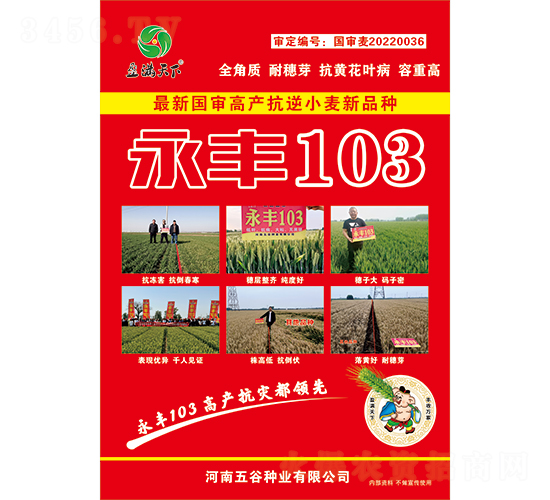永豐103小麥種子-盈滿天下-五谷種業