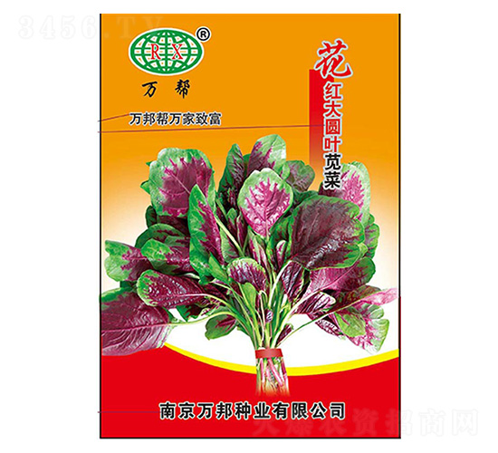 萬幫花紅大圓葉莧菜種子-萬邦種業