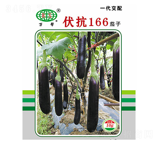 伏抗166茄子-茄子種子-萬邦種業