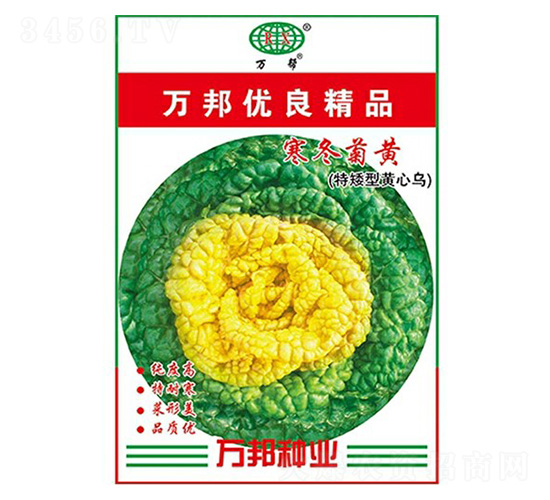 寒冬菊黃（特矮型）烏塌菜種子-萬(wàn)邦種業(yè)