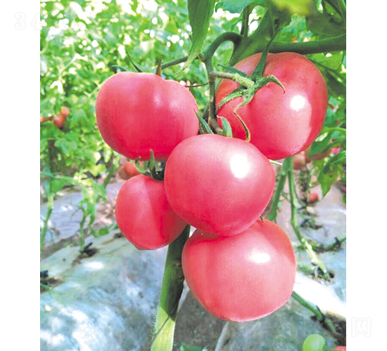 漢姆-77-番茄種子-和潤農(nóng)業(yè)