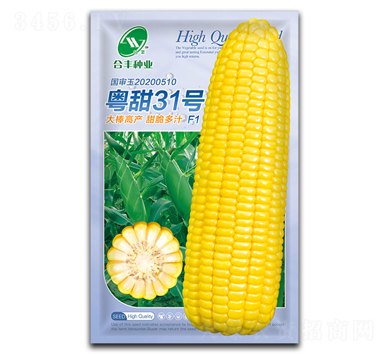 粵甜31號-玉米種子-合豐種業