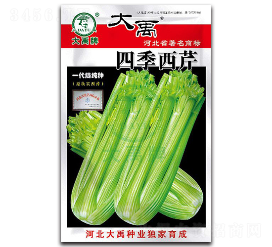四季西芹-芹菜種子-大禹種業