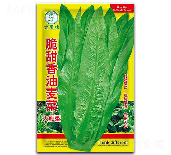 甜脆香油麥菜生菜種子-大禹種業