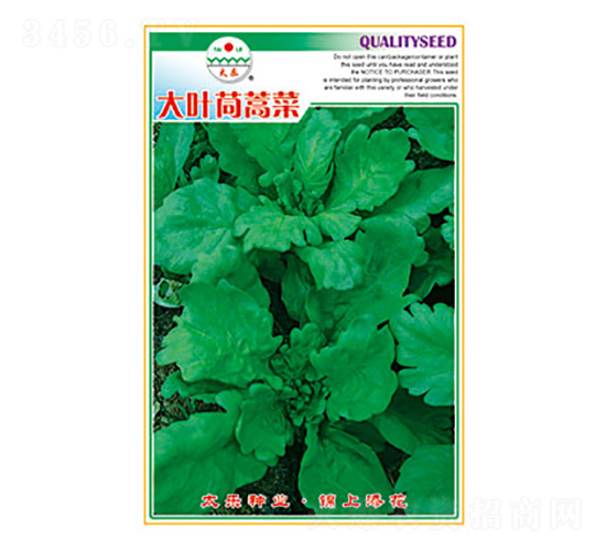 茼蒿種子-大葉茼蒿菜-太樂種業