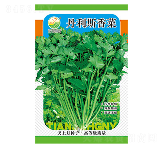 香菜種子-丹利斯香菜-太樂種業