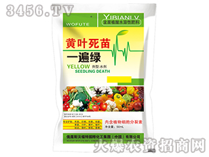 黃葉死苗一遍綠-東星農業