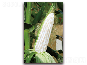 A169-Ŵ׷N-ANI