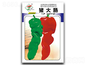 豬大腸-辣椒種子-杰農