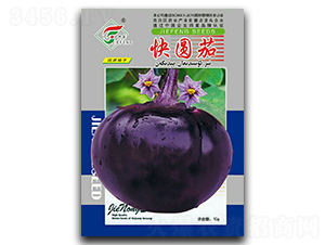快圓茄-茄子種子-杰農