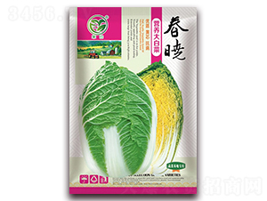 春曉營(yíng)養(yǎng)大白菜-娃娃菜種子-春潤(rùn)種業(yè)
