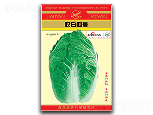 膠白四號-春播白菜種子-膠研