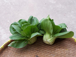 特矮青菜-青梗菜種子-申耕農業