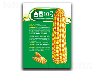 金墾10號-玉米種子-豐墾種業(yè)