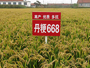 668̖-ˮN-NI