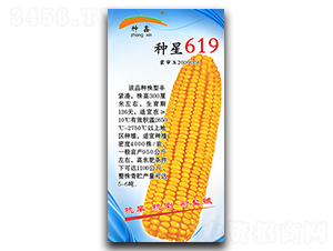 種星619-玉米種子-種星種業