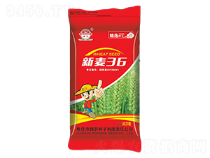 新麥36-小麥種子-博農