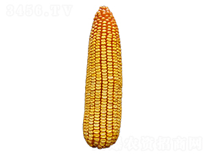 玉豐615-玉米種子-裕豐種業