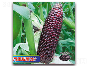 fŴ209-Ŵ׷N-ANI