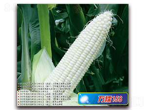 fŴ158-Ŵ׷N-ANI