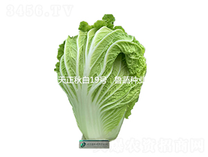 天正秋白19號-白菜種子-魯蔬種業