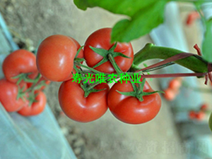 350F1-۹ѷN-ΨrNI