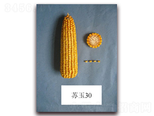 蘇玉30號-玉米種子-中禾種業