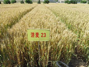 23-СN-rI