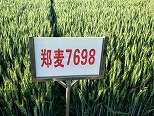 7698-СN-NI