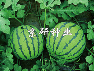 7̖(ho)-ϷN-