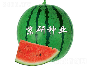 4̖(ho)-ϷN-