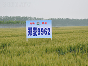 9962-СN-rl