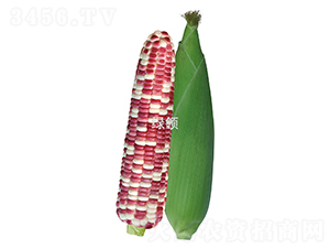 KŴ̖-Ŵ׷N-GINI