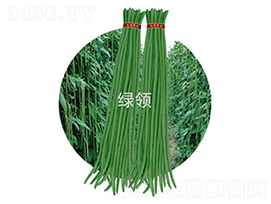JK23-豆角種子-綠領種業