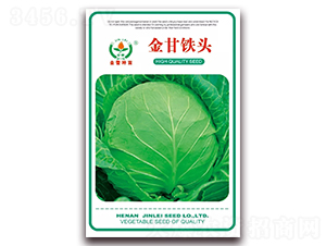 金甘鐵頭-甘藍種子-金蕾種苗