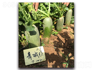 青城脆二號-蘿卜種子-多美農(nóng)